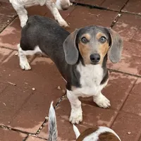 Murphy, a male Miniature Dachshund for sale in York, PA – 1 of 1