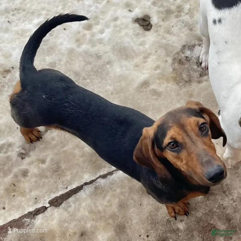 George – Dachshund puppy for sale in York, PA