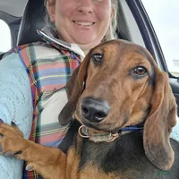 George, a male Dachshund for sale in York, PA – Photo 2 of 3