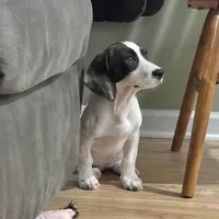 Tilly, a female Basset Hound and Beagle for sale in York, PA – 4 of 5