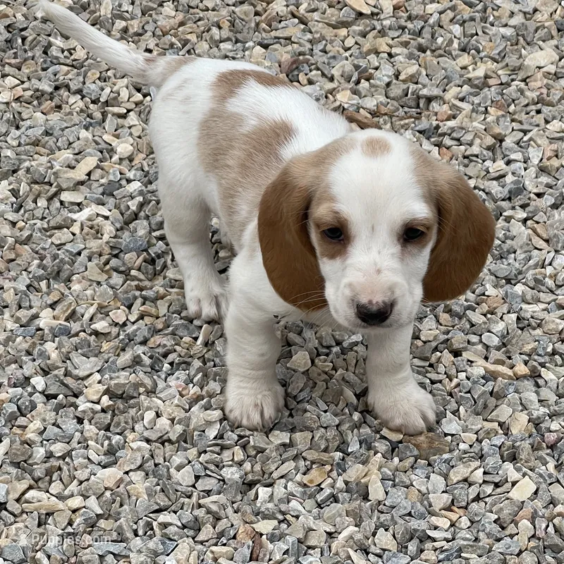 Posy – Dachshund puppy for sale in York, PA