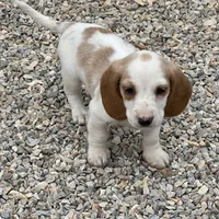 Posy, a female Dachshund for sale in York, PA – 3 of 4