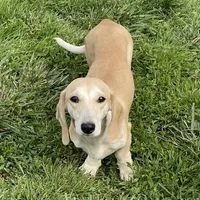 Bailey, a male Dachshund for sale in York, PA – Photo 1 of 4