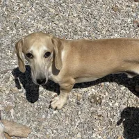 Bailey, a male Dachshund for sale in York, PA – Photo 4 of 4