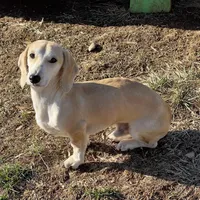 Bailey, a male Dachshund for sale in York, PA – Photo 3 of 4