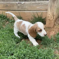 Poppy, a female Dachshund for sale in York, PA – 3 of 3