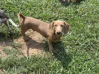 ParkerP, a male Miniature Dachshund for sale in York, PA – 2 of 2