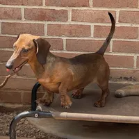 Greta, a female Dachshund for sale in York, PA – 3 of 6