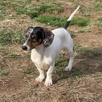 Dexter, a male Dachshund for sale in York, PA – Photo 2 of 6