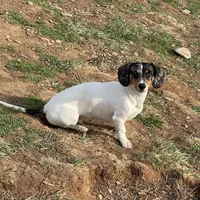 Dexter, a male Dachshund for sale in York, PA – Photo 5 of 6