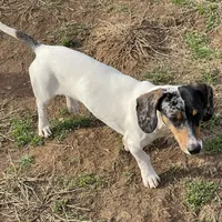 Dexter, a male Dachshund for sale in York, PA – Photo 6 of 6