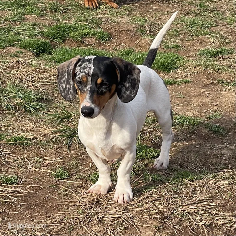 Dexter – Dachshund puppy on hold in York, PA