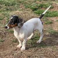 Dexter, a male Dachshund for sale in York, PA – Photo 3 of 6