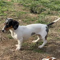 Dexter, a male Dachshund for sale in York, PA – Photo 4 of 6