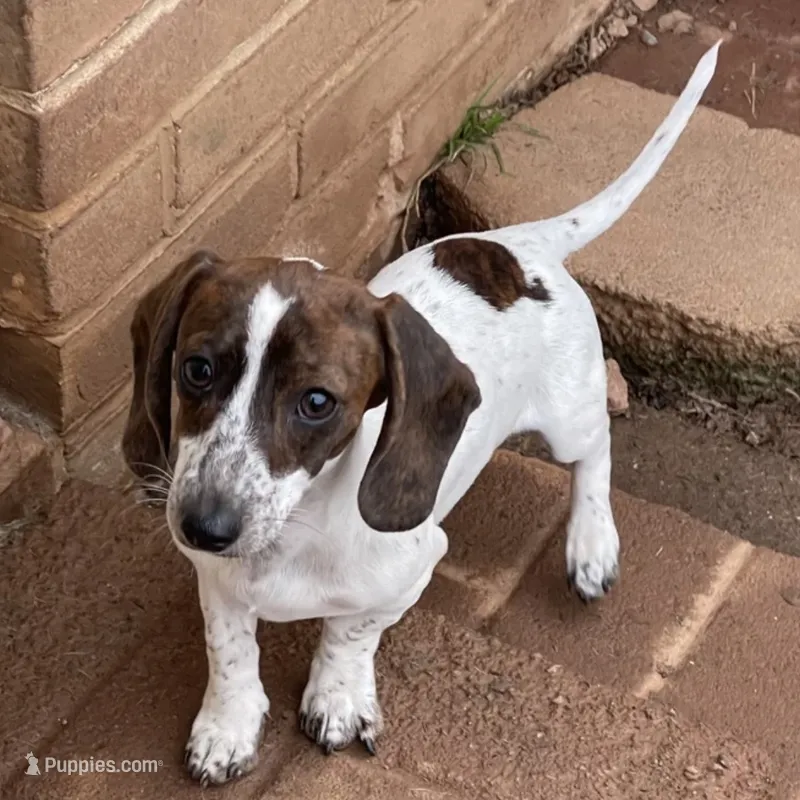 Bobby – Miniature Dachshund puppy for sale in York, PA