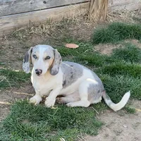 Tubbs, a male Miniature Dachshund for sale in York, PA – Photo 3 of 4