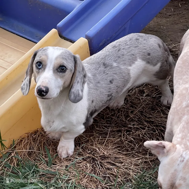 Tubbs, a male Miniature Dachshund for sale in York, PA – Photo 1 of 4