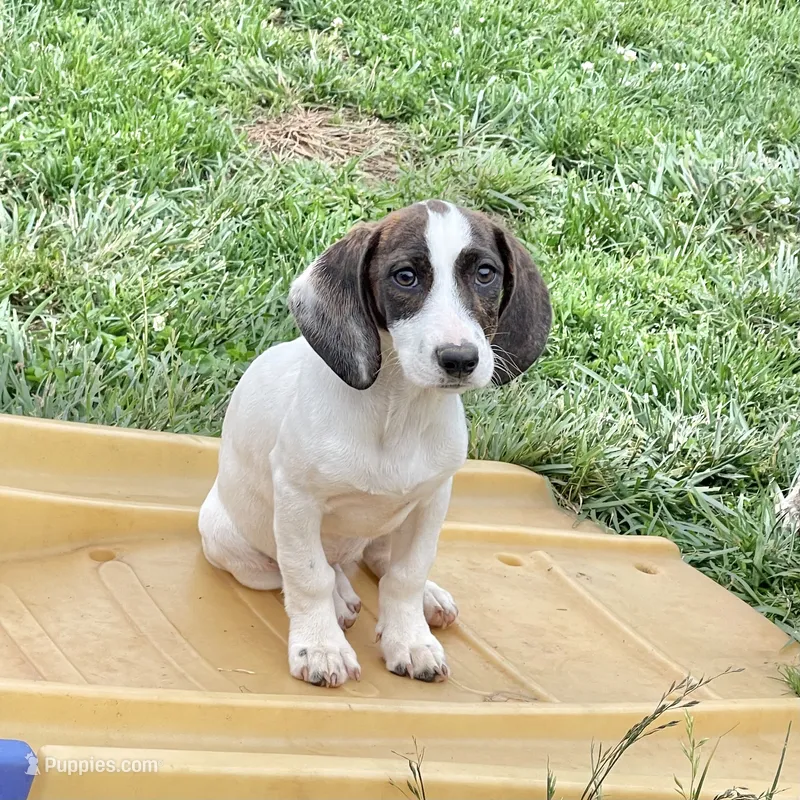 Tilly – Basset Hound, Beagle puppy for sale in York, PA
