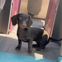 Mocha, a female Dachshund for sale in York, PA – 4 of 5