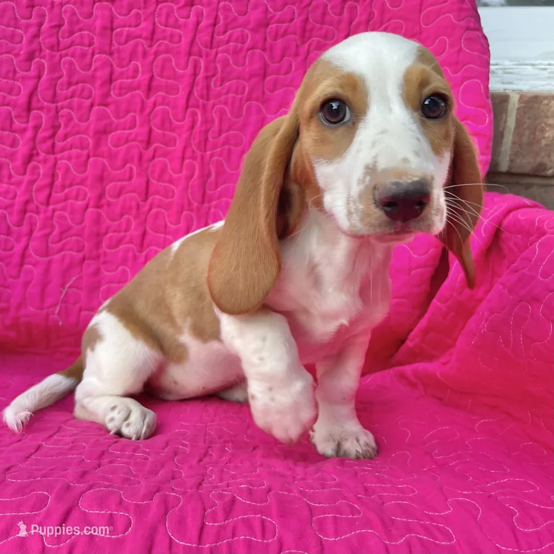 Poppy -standard – Dachshund puppy for sale in York, PA