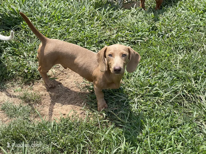 ParkerP – Miniature Dachshund puppy for sale in York, PA
