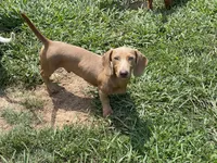 ParkerP, a male Miniature Dachshund for sale in York, PA – 1 of 2