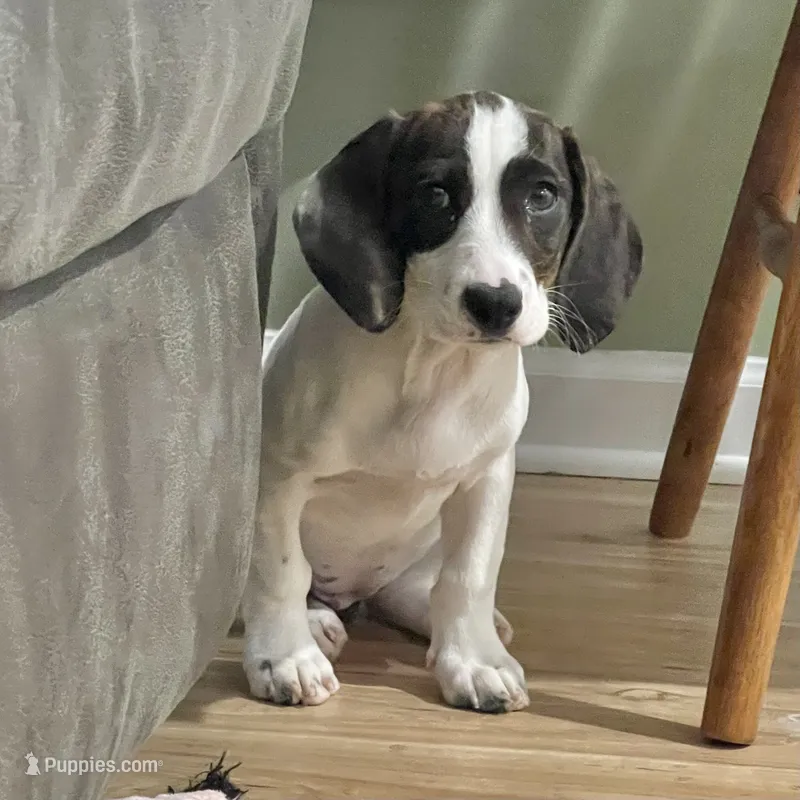 Tilly, a female Basset Hound and Beagle for sale in York, PA – 1 of 5