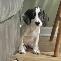 Tilly, a female Basset Hound and Beagle for sale in York, PA – 1 of 5