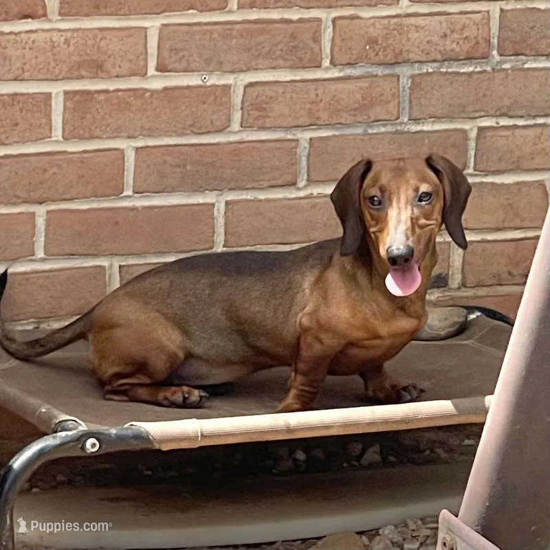 Greta – Dachshund puppy for sale in York, PA