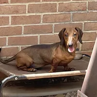 Greta, a female Dachshund for sale in York, PA – 1 of 6