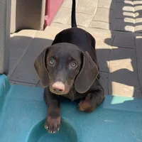 Mocha, a female Dachshund for sale in York, PA – 3 of 5