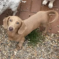 Parker, a male Dachshund for sale in York, PA – 2 of 2