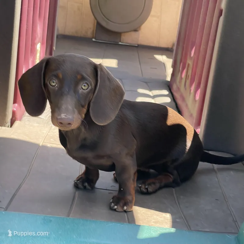 Mocha – Dachshund puppy for sale in York, PA