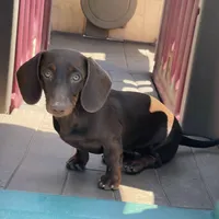 Mocha, a female Dachshund for sale in York, PA – 1 of 5
