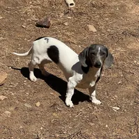 Nori, a female Miniature Dachshund for sale in York, PA – Photo 5 of 6