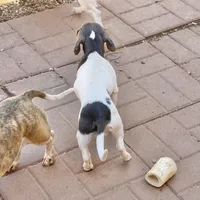 Nori, a female Miniature Dachshund for sale in York, PA – Photo 3 of 6