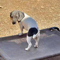 Nori, a female Miniature Dachshund for sale in York, PA – Photo 6 of 6