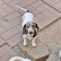 Nori, a female Miniature Dachshund for sale in York, PA – Photo 2 of 6