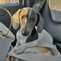 Nori, a female Miniature Dachshund for sale in York, PA – Photo 1 of 6