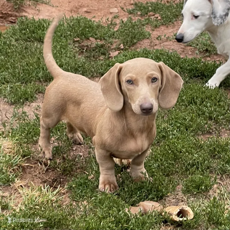Parker – Dachshund puppy for sale in York, PA