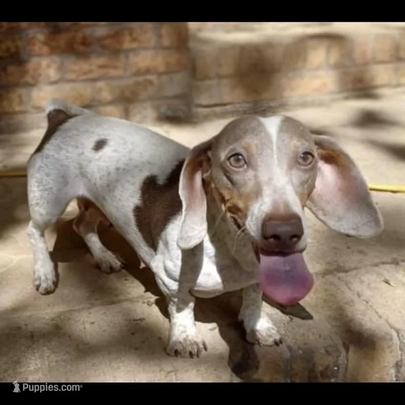 Luly – Dachshund puppy for sale in York, PA