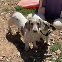 Luly, a female Dachshund for sale in York, PA – Photo 3 of 4