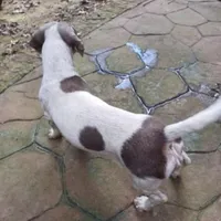 Luly, a female Dachshund for sale in York, PA – Photo 4 of 4