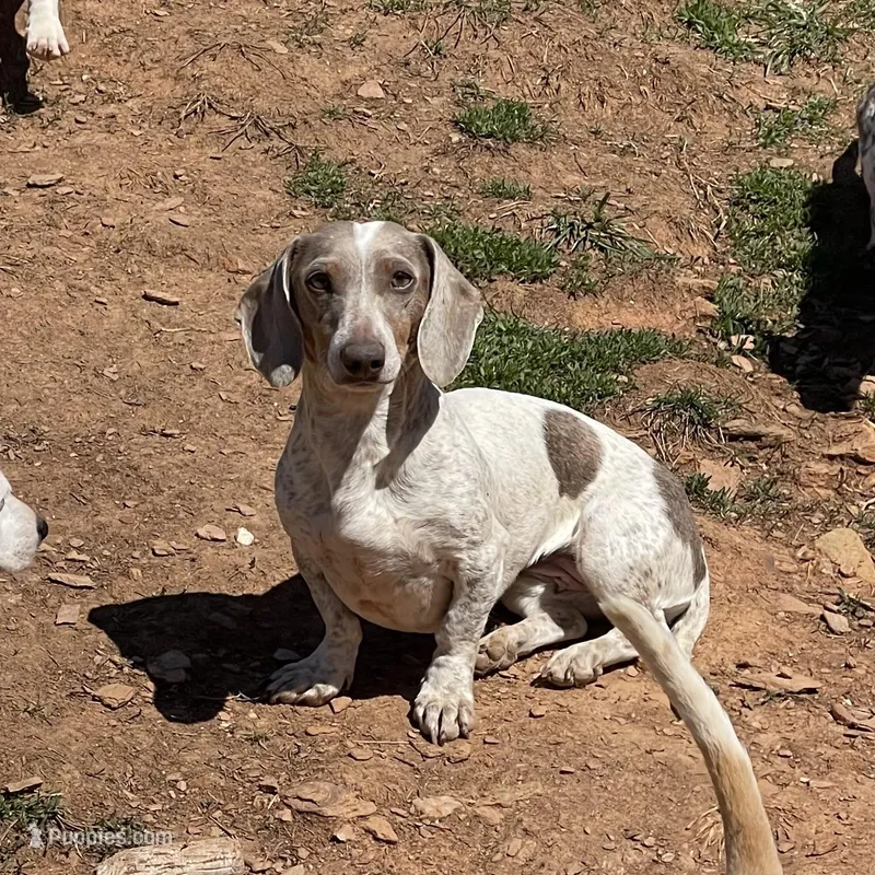 Luly – Dachshund puppy for sale in York, PA