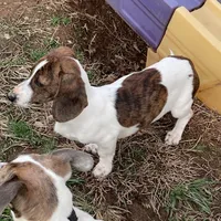 Mavrik, a male Miniature Dachshund for sale in York, PA – Photo 4 of 6