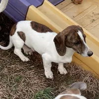 Mavrik, a male Miniature Dachshund for sale in York, PA – Photo 3 of 6