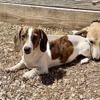 Mavrik, a male Miniature Dachshund for sale in York, PA – Photo 2 of 6