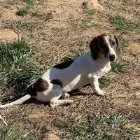 Mavrik, a male Miniature Dachshund for sale in York, PA – Photo 5 of 6
