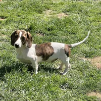 Mavrik, a male Miniature Dachshund for sale in York, PA – Photo 6 of 6