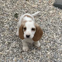 Posy, a female Dachshund for sale in York, PA – 2 of 4